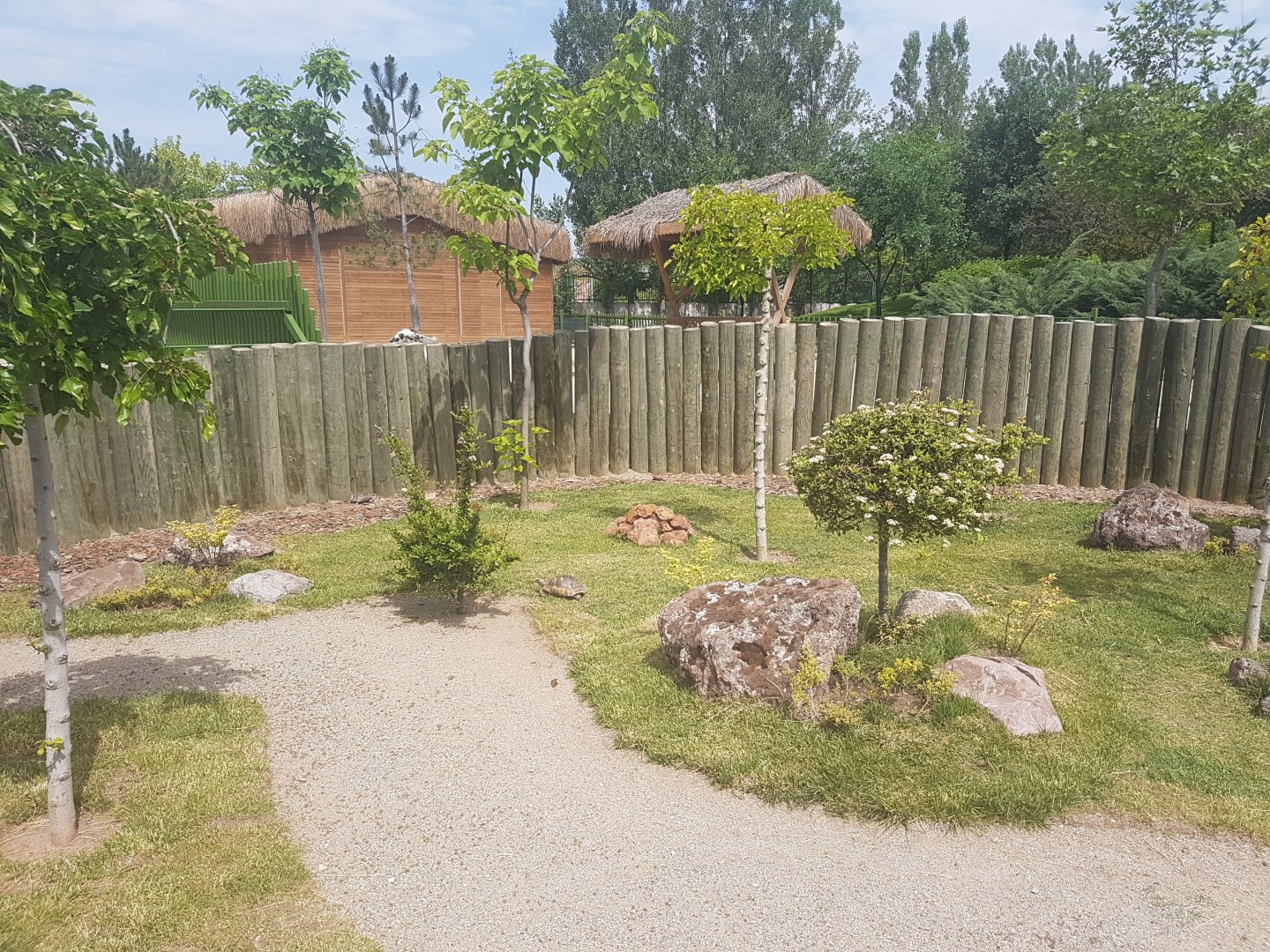 Greek Tortoise enclosure 19 May 2018