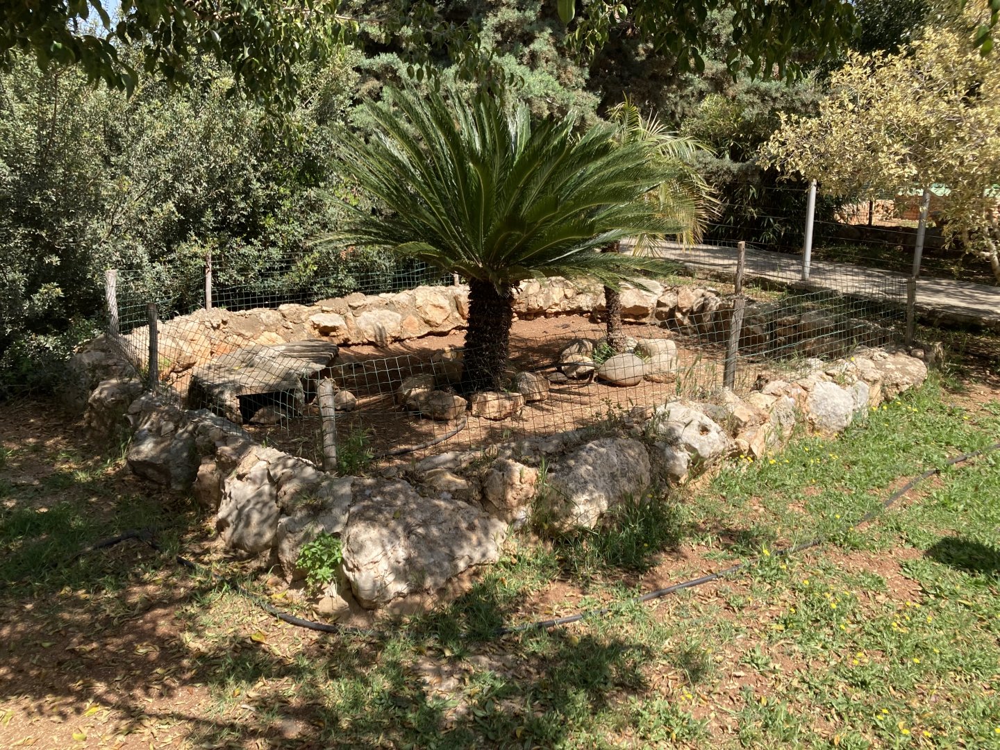 Greek tortoise enclosure