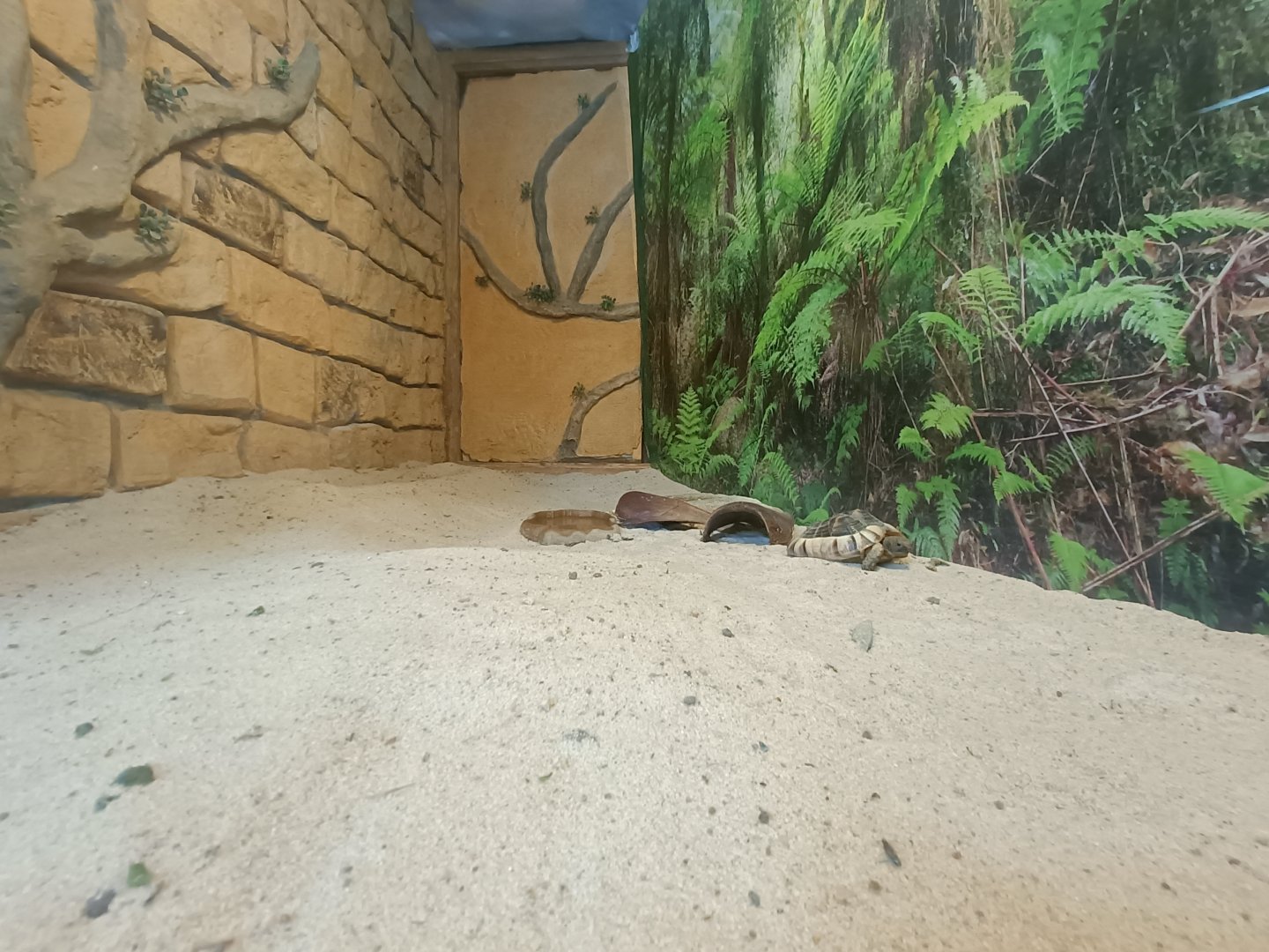 Greek tortoise exhibit - Crocodile park Torremolinos