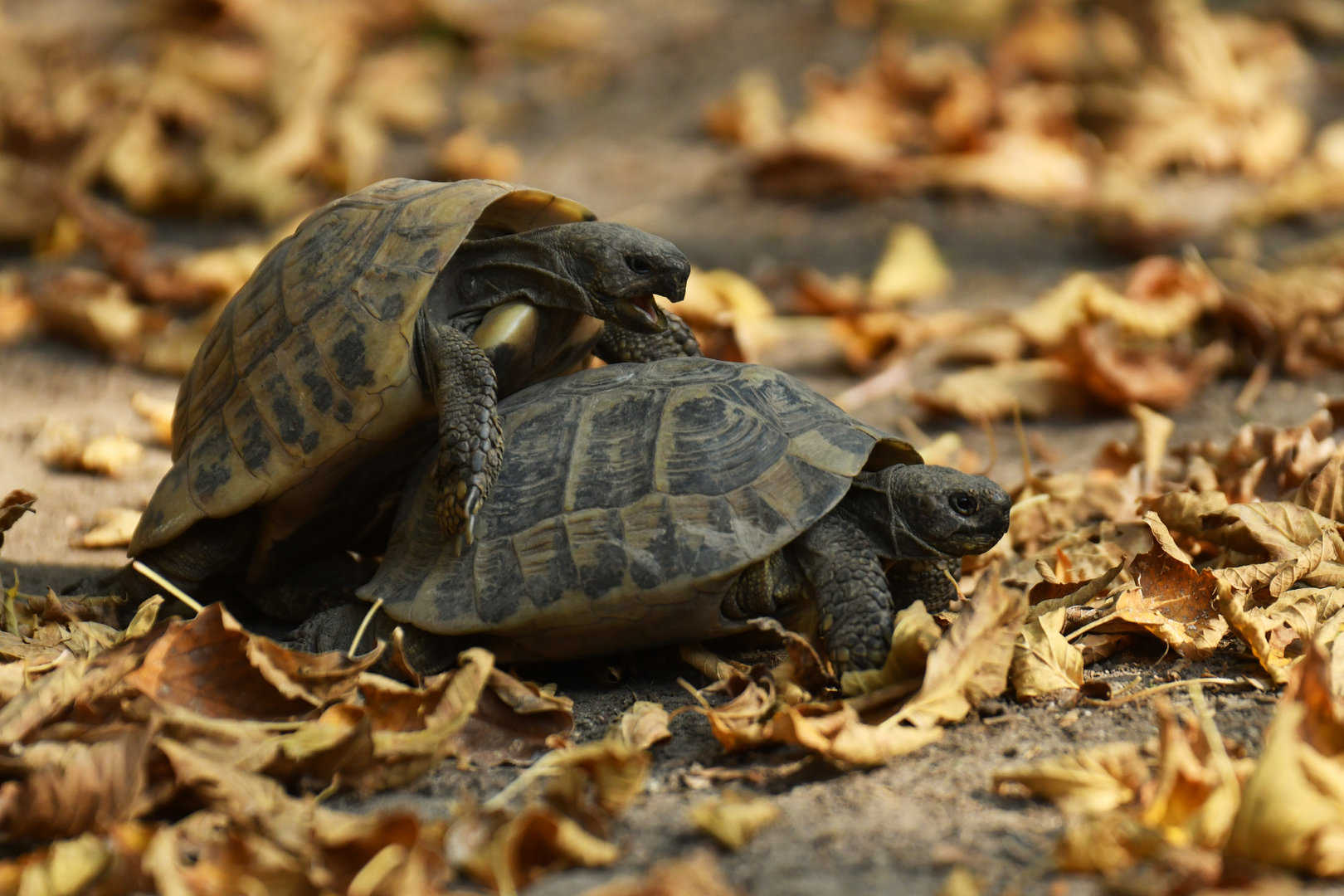 Greek tortoise Testuda graeca