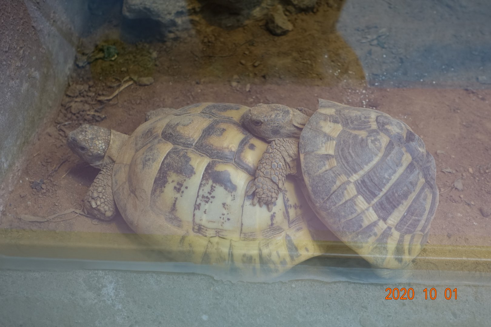 Greek Tortoise (Testudo graeca)