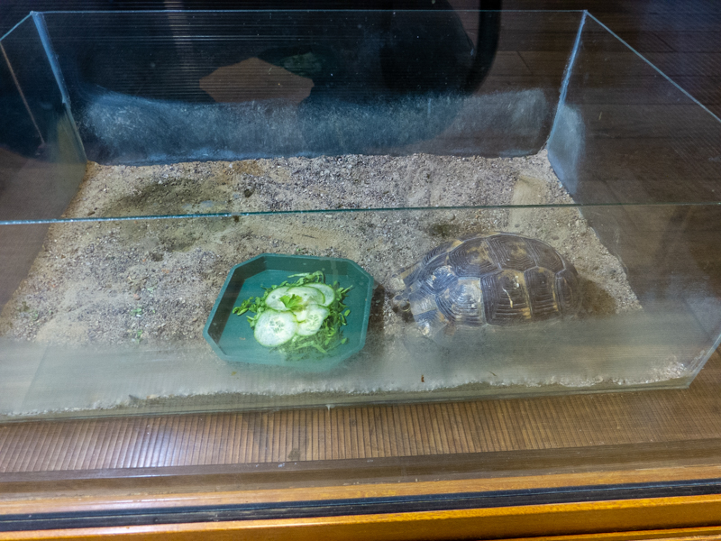 Greek tortoise / Testudo graeca