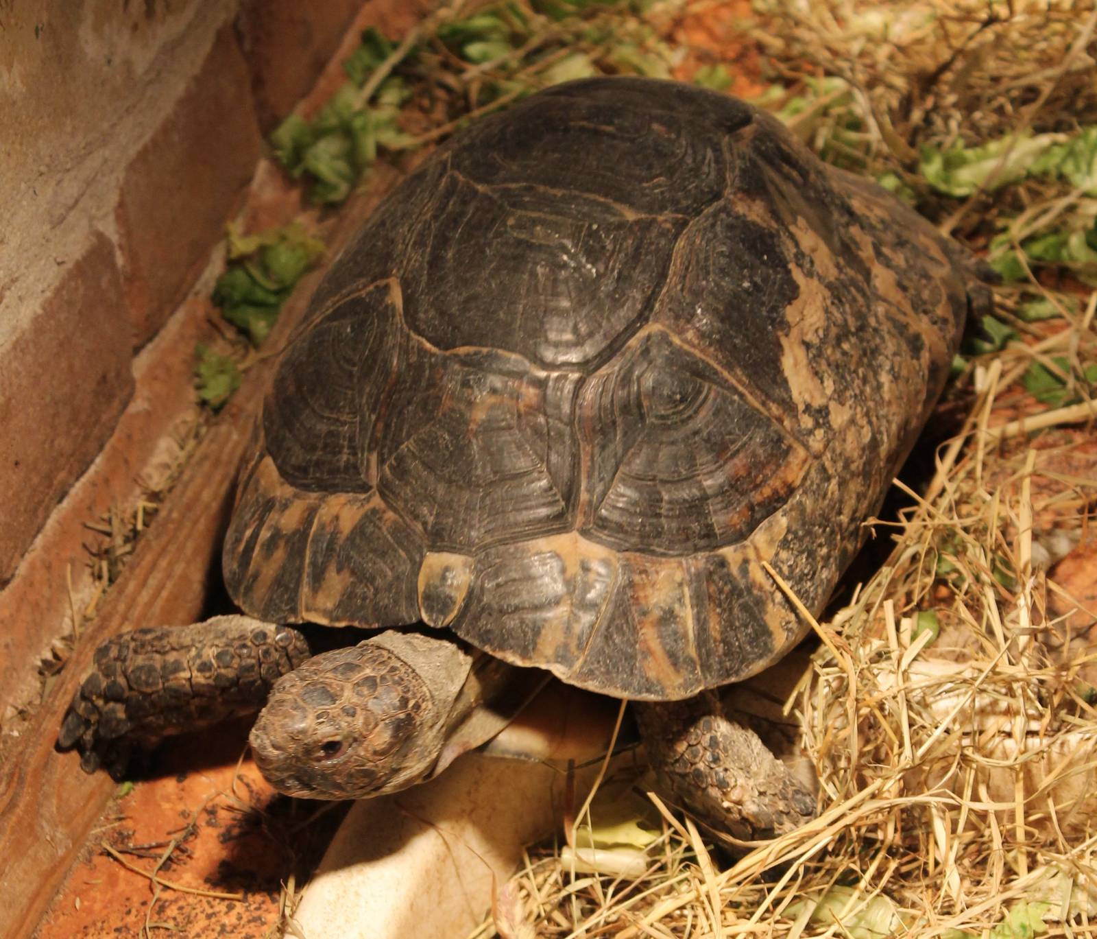 Greek tortoise