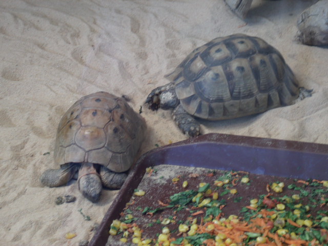 Greek Tortoises