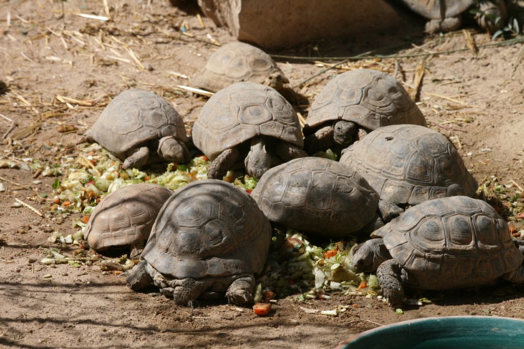Greek Tortoises