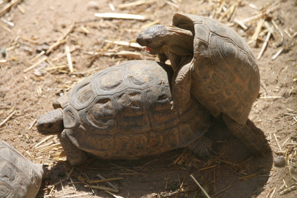 Greek Tortoises