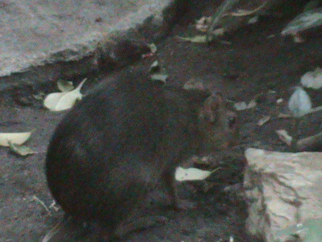 green acouchi 030910