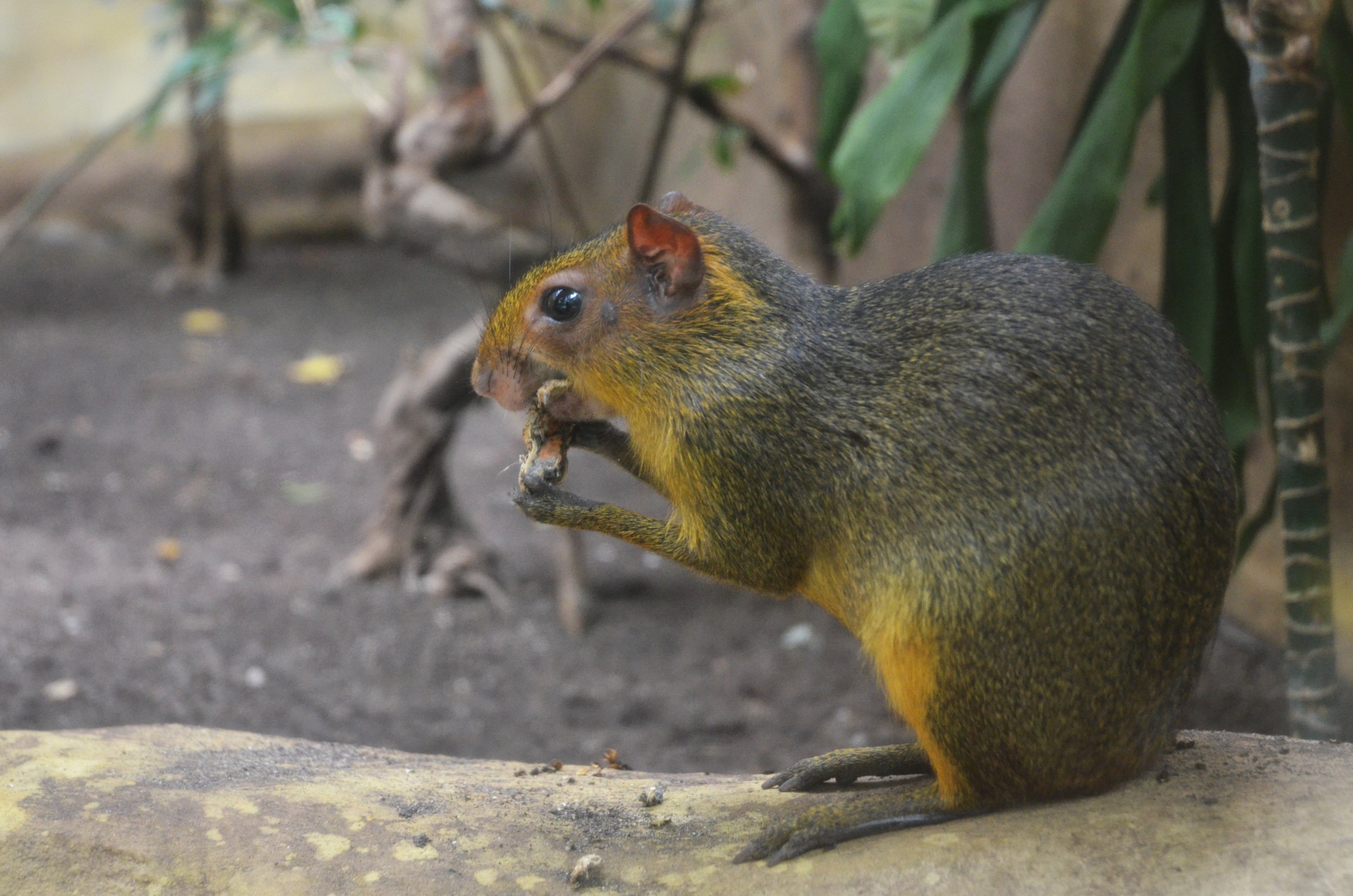 Green Acouchi at Krefeld, 15/06/19