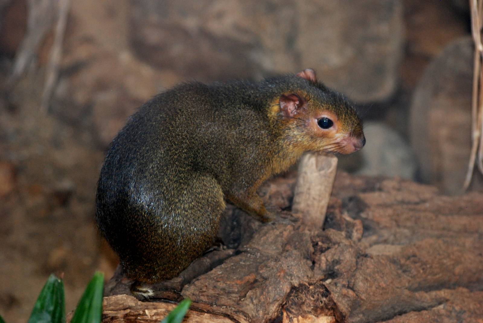 Green Acouchi at Prague, 25/08/12