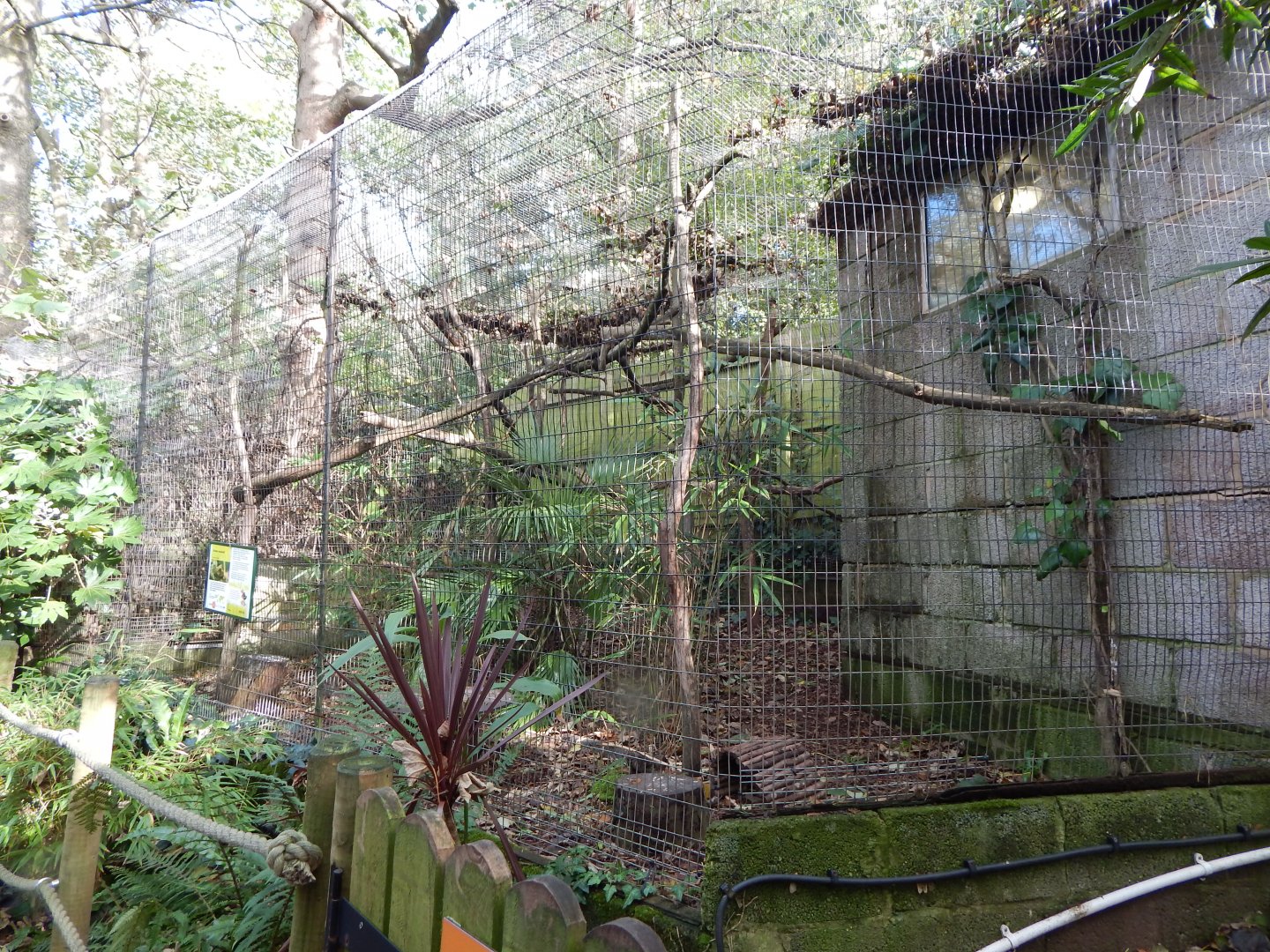 Green acouchi enclosure 021120