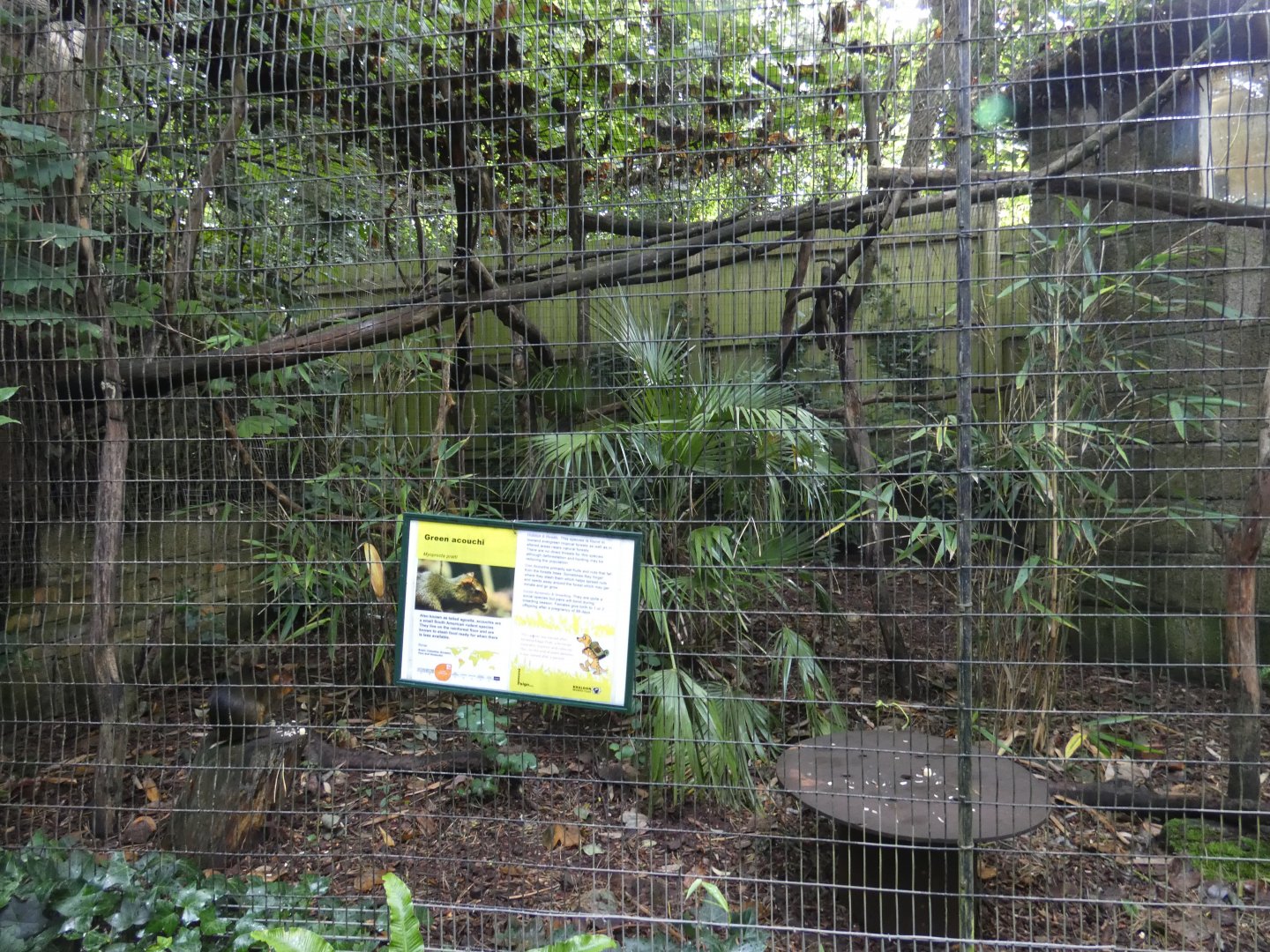 Green Acouchi enclosure