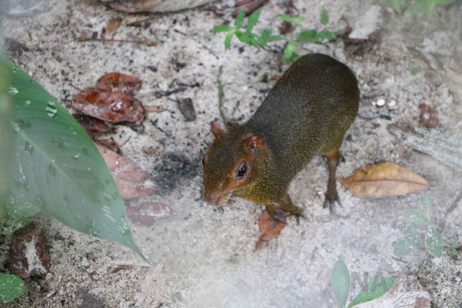 Green acouchi, May 2016