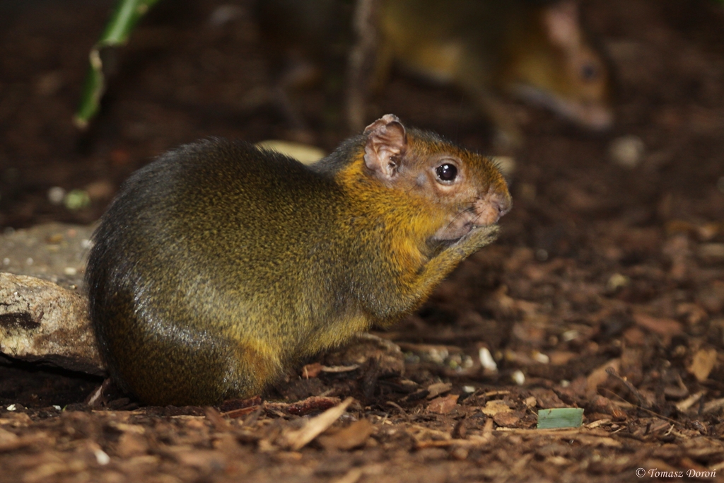 Green Acouchi (Myoprocta pratti)