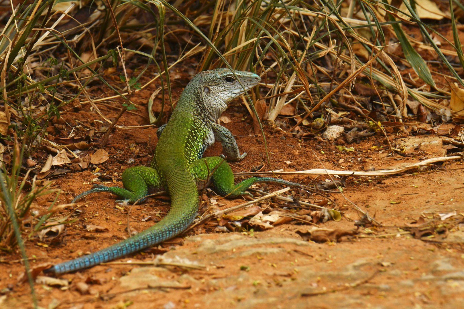 Green ameiva (Ameiva ameiva)