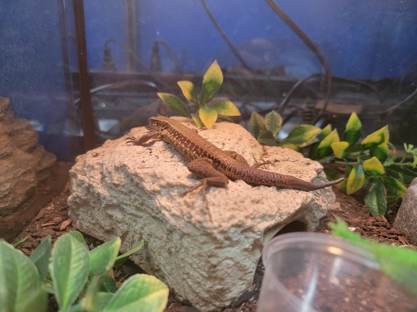 Green Ameiva, Ameiva atrigularis