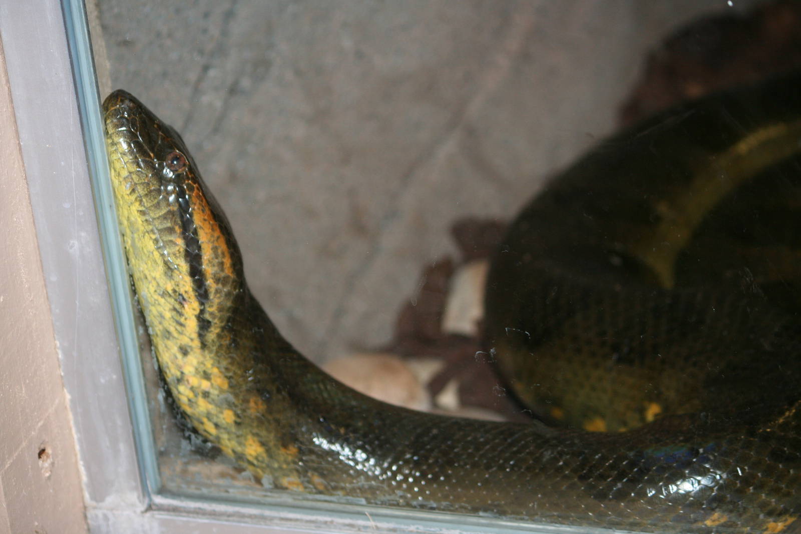 Green anaconda, 01/10/2011