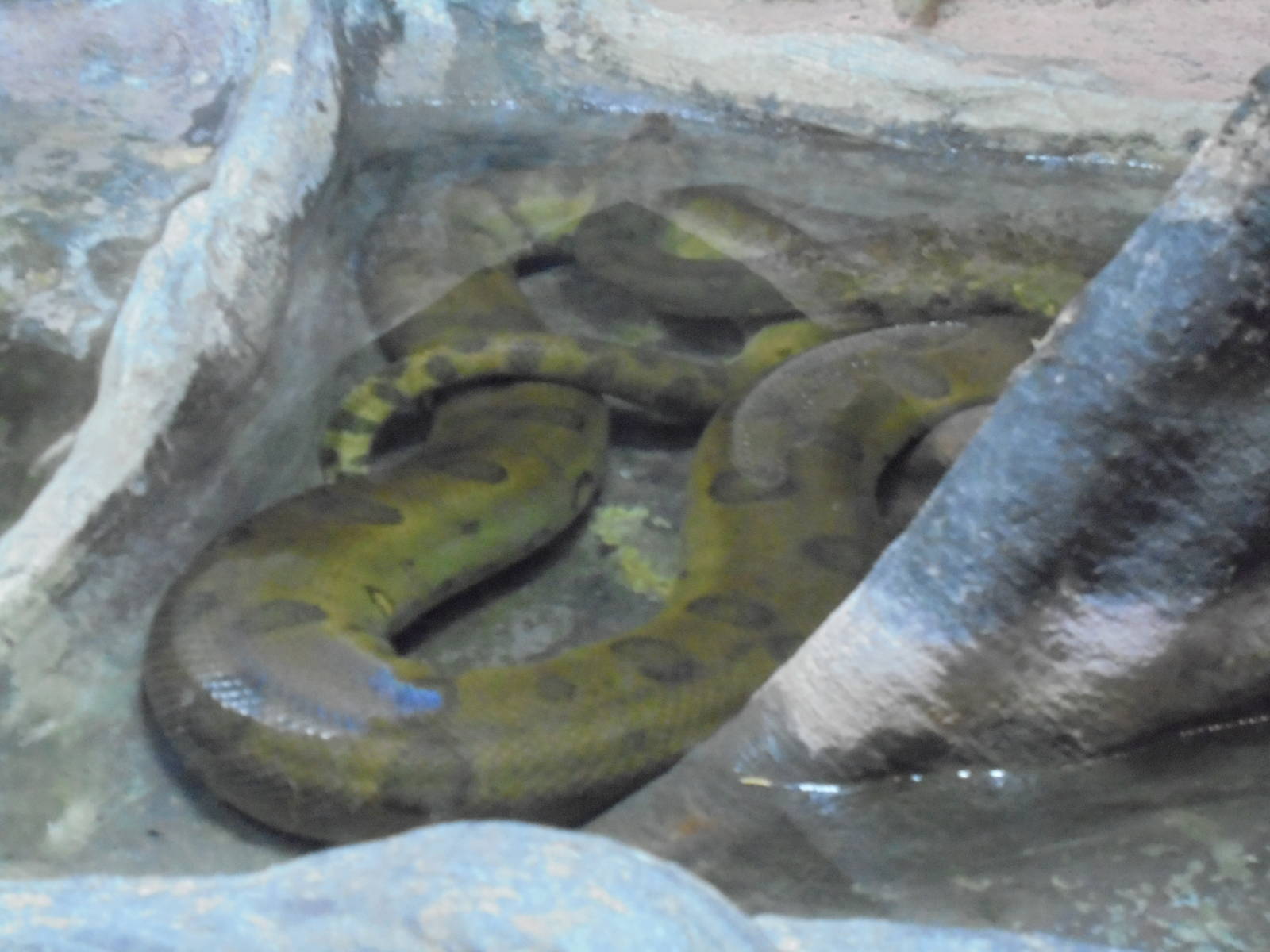 Green Anaconda 2105.