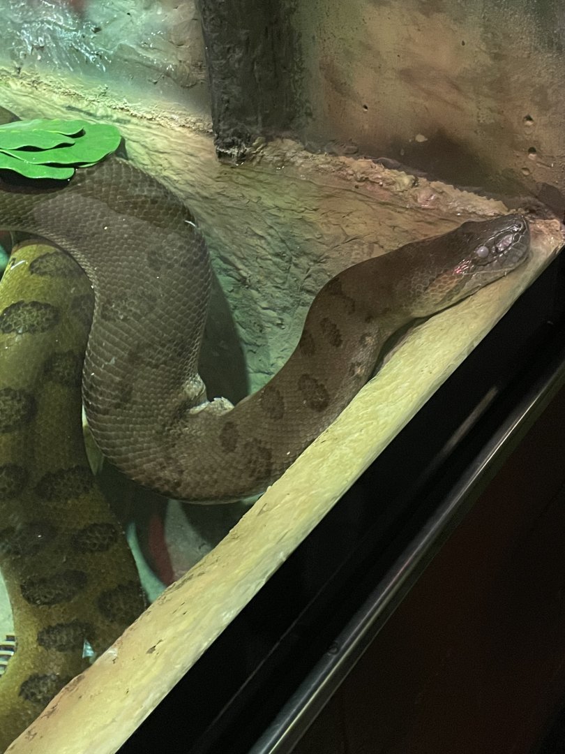 Green Anaconda (3/17/22)