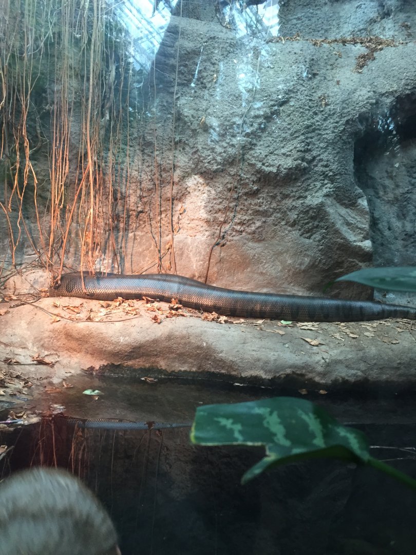 Green Anaconda 6-23-2017