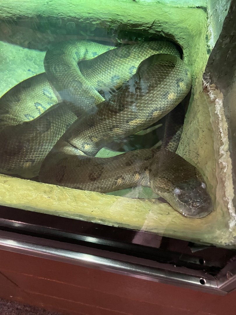 Green Anaconda (8/19/22)