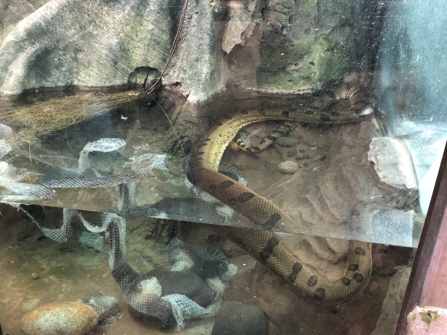 Green anaconda and its shed