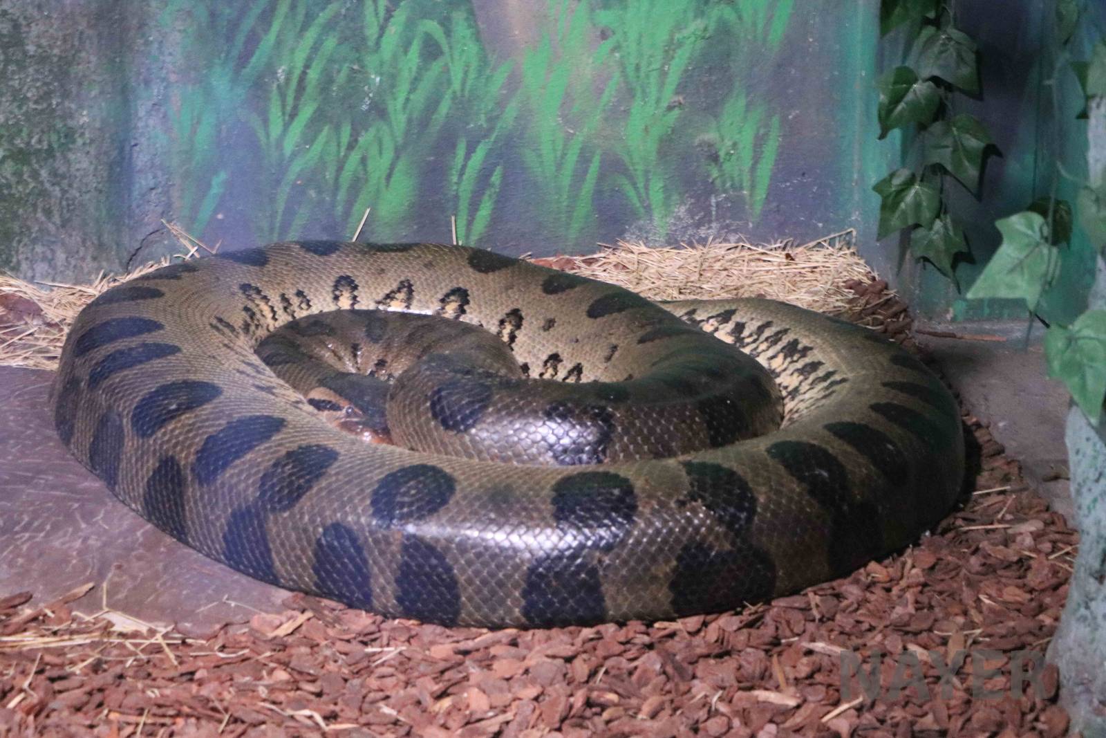 Green anaconda, April 2016