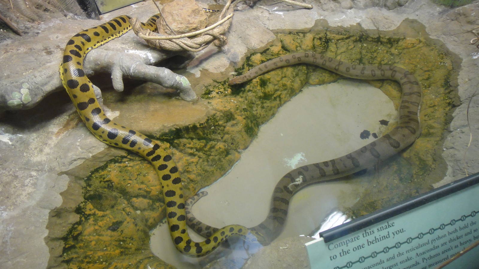 Green anaconda at Philadelphia zoo 2015-03-08