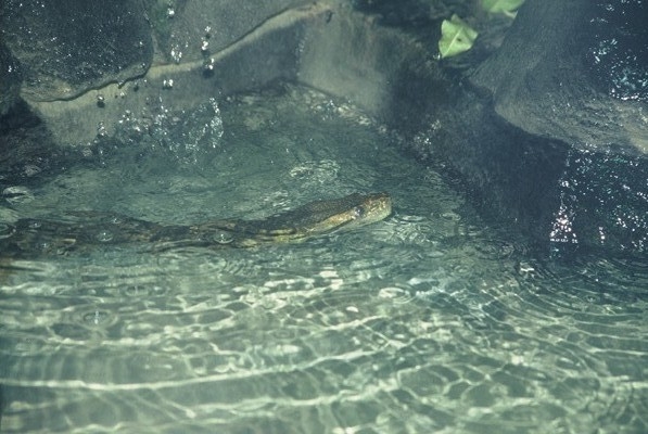 Green Anaconda, Chester Zoo
