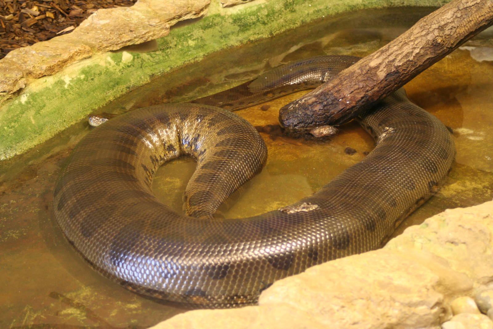 Green Anaconda @ Cotswold 12.03.06