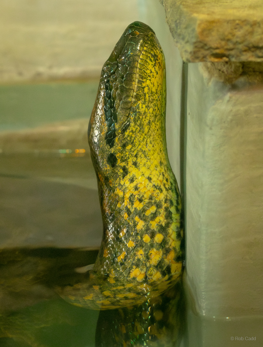 Green anaconda : Cotswold WP : 14 Mar 2025