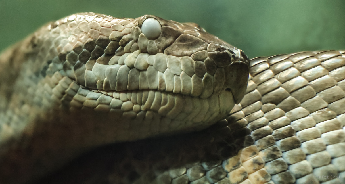 Green anaconda : Cotswold WP : 14 Mar 2025