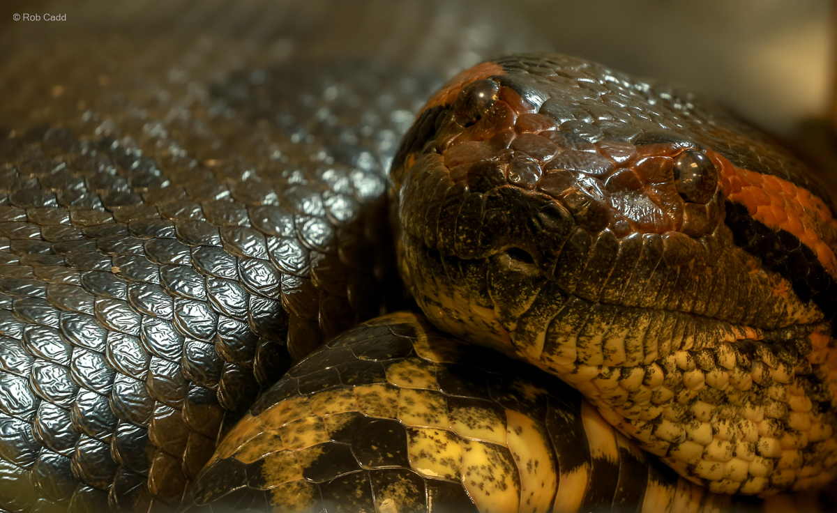 Green anaconda : Crocodiles of the World : 04 Jul 2025