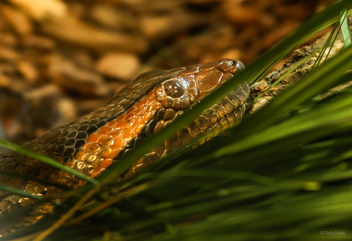 Green anaconda : Crocodiles of the World : 14 Mar 2025