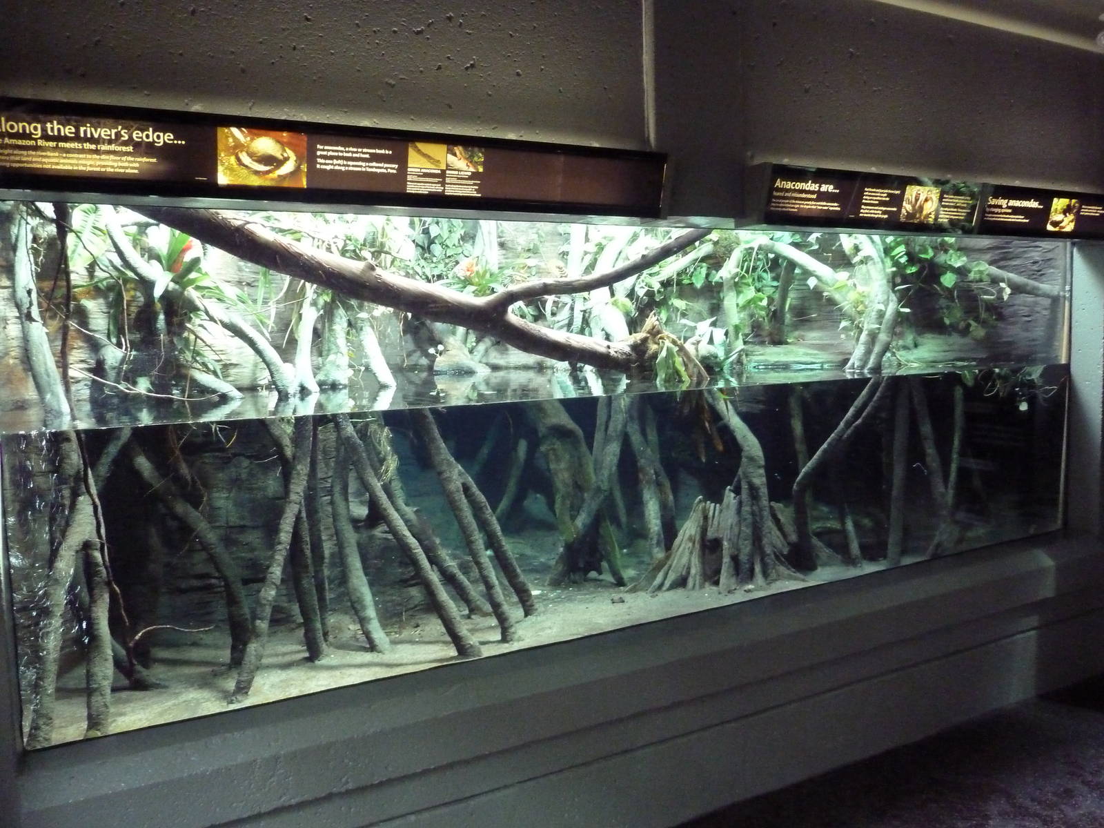 Green Anaconda/Diving Lizard Exhibit
