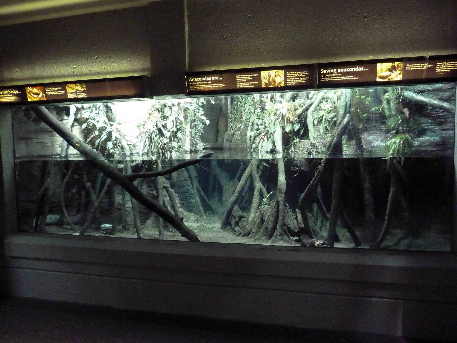 Green Anaconda/Diving Lizard Exhibit