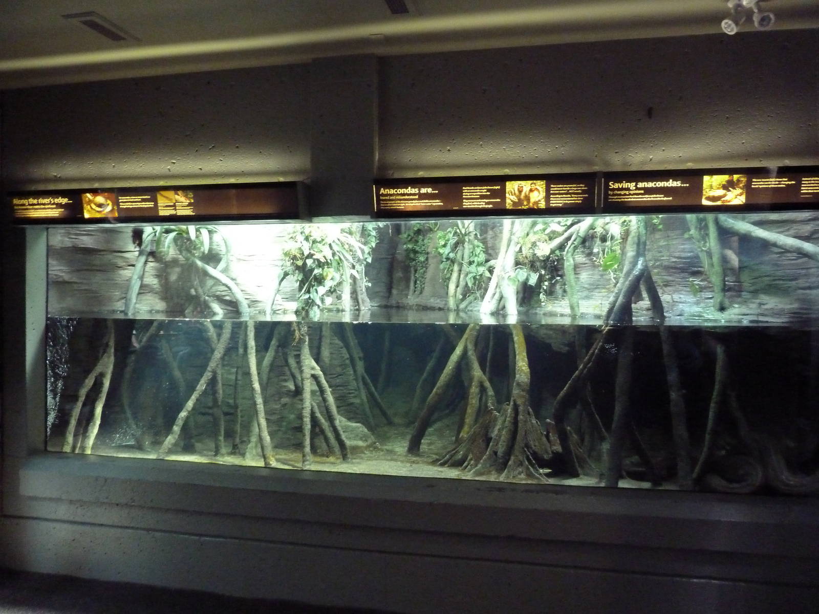 Green Anaconda/Diving Lizard Exhibit