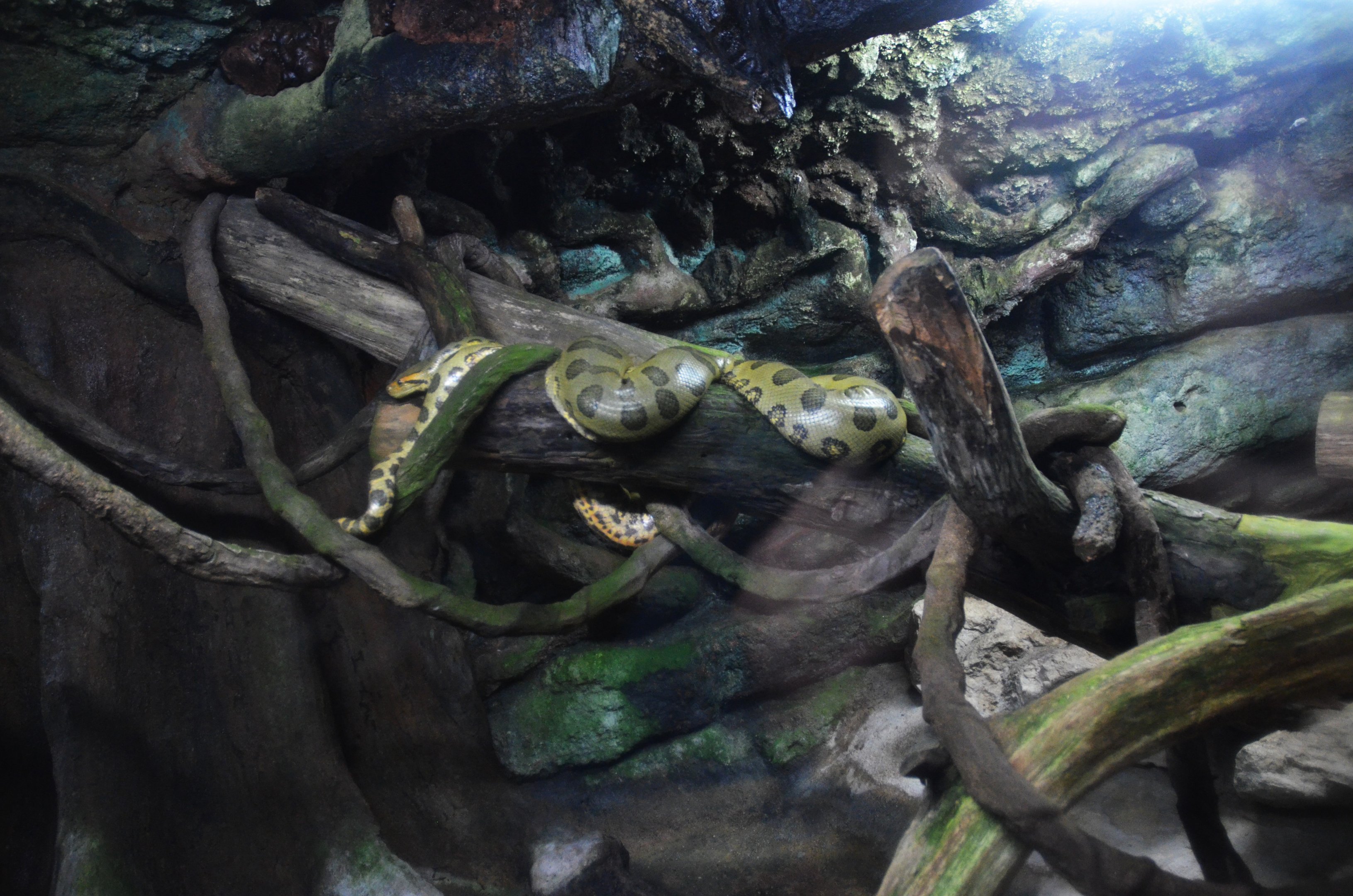 Green Anaconda Enclosure at Doué-la-Fontaine, 15/06/18