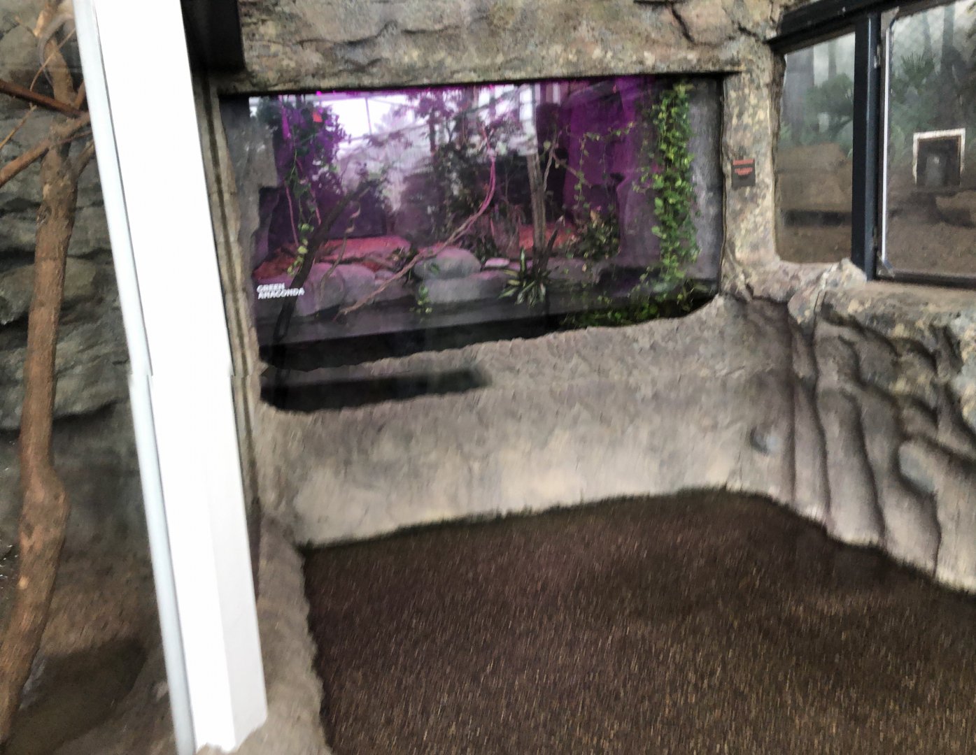 Green Anaconda Enclosure - Feb, 2020