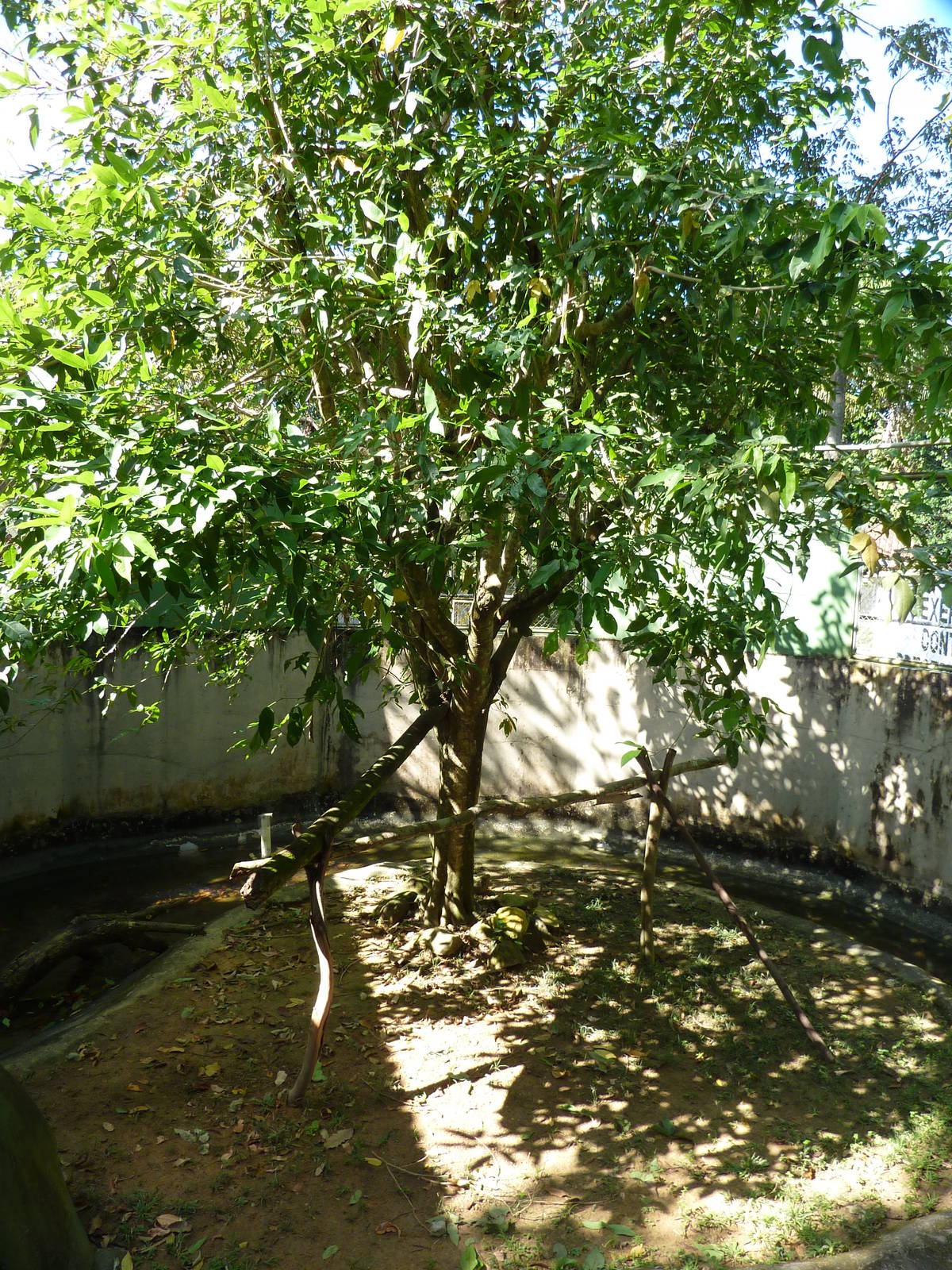 Green anaconda enclosure