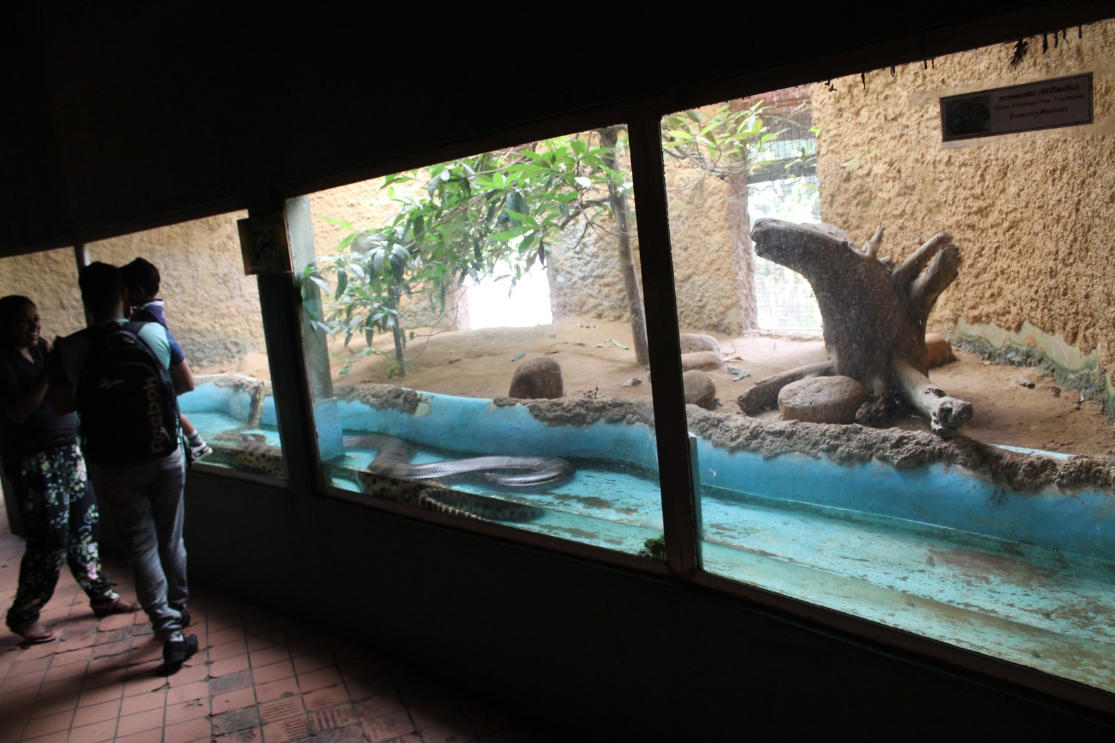 Green Anaconda enclosure