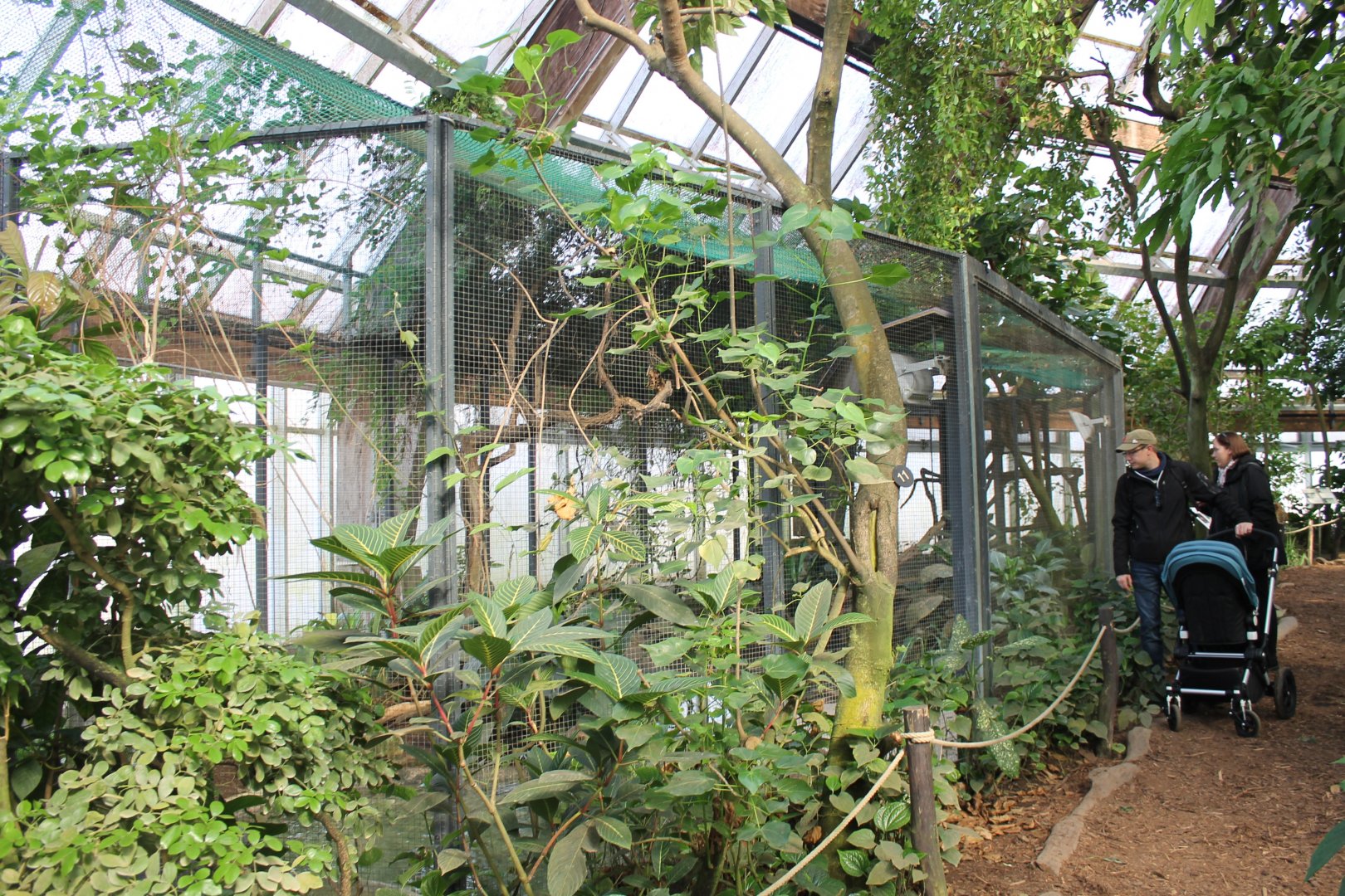 Green anaconda-enclosure