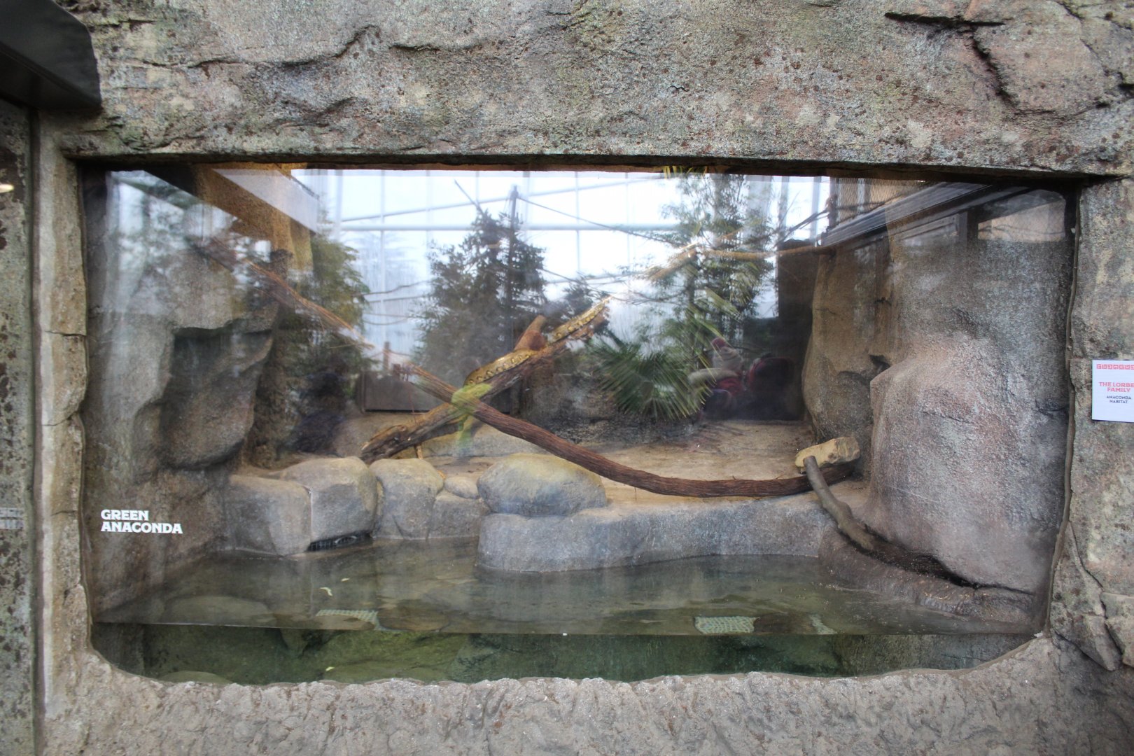 Green Anaconda Enclosure
