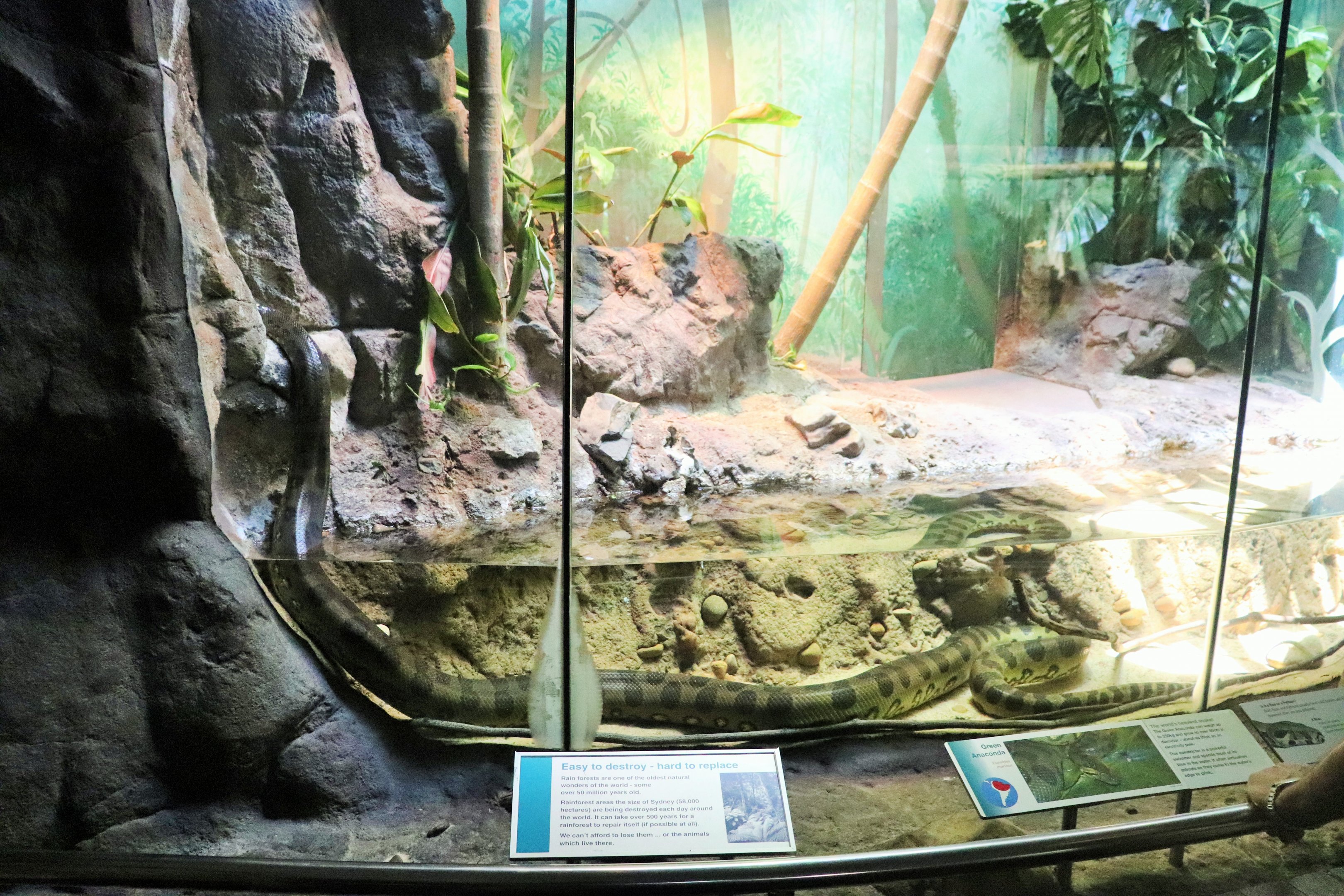 Green Anaconda Enclosure