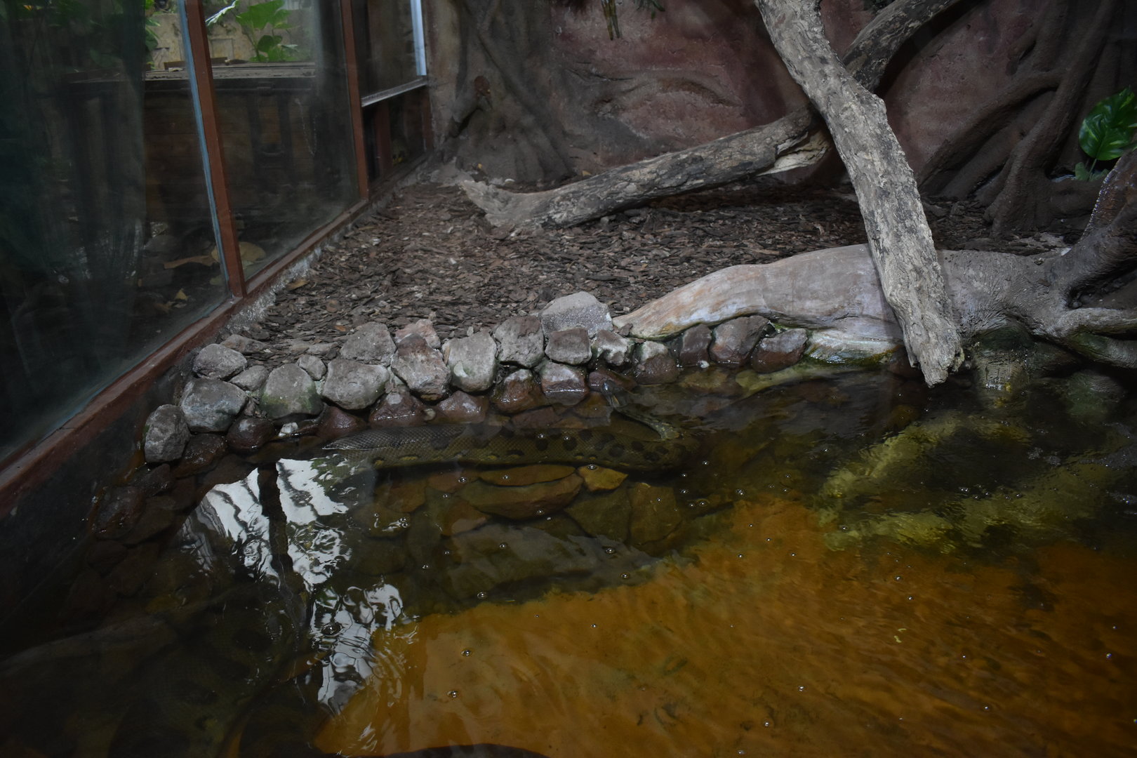 Green anaconda enclosure