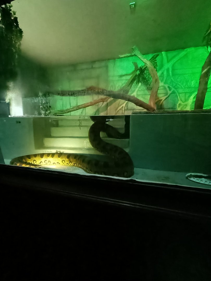 Green Anaconda enclosure
