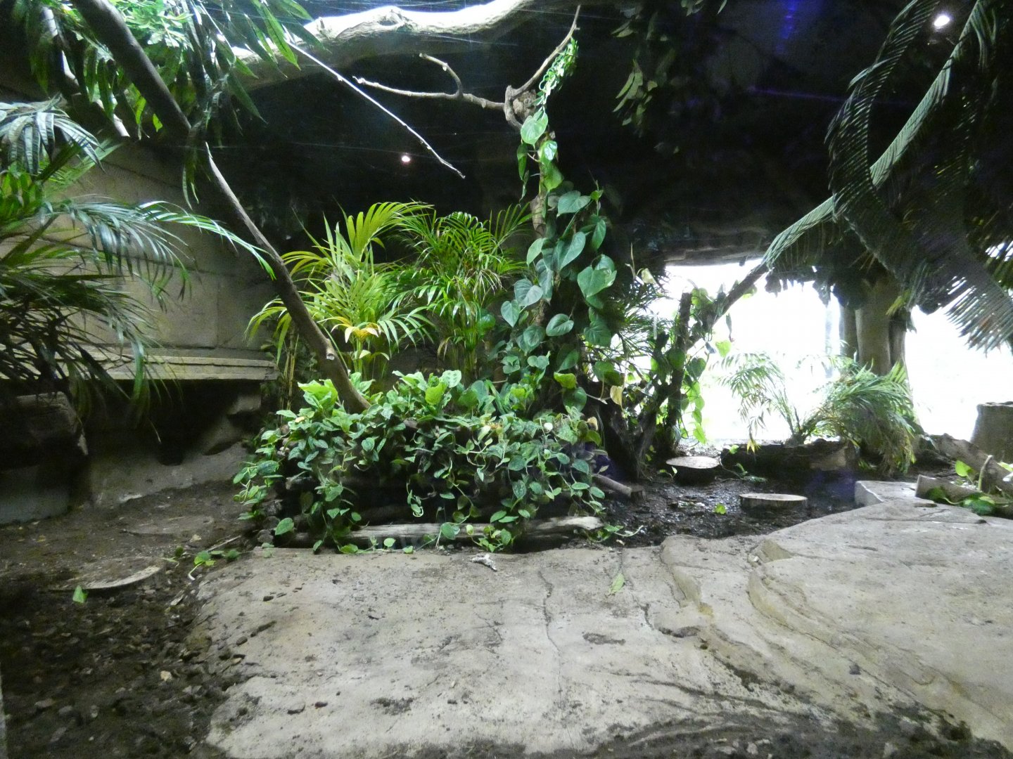 Green anaconda enclosure