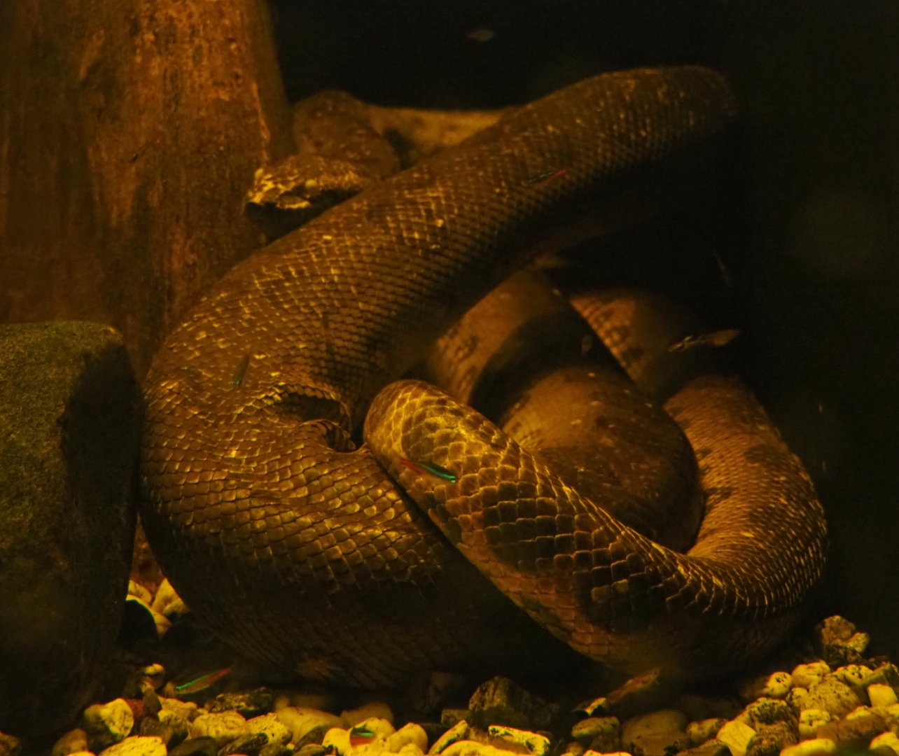 Green anaconda (Eunected murinus) underwater, 2019-03-30