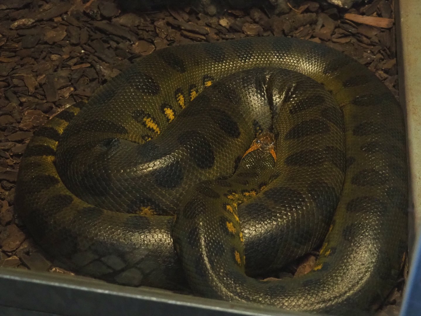 Green anaconda (Eunectes murinus), 2022-05-17