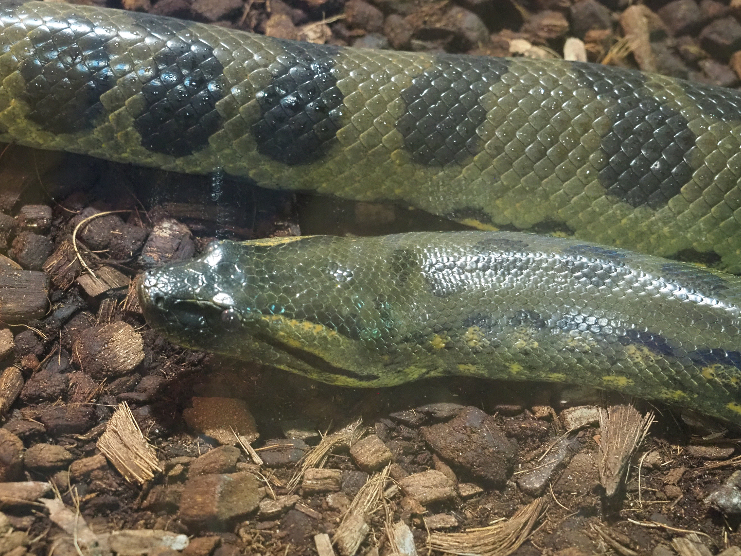 Green anaconda (Eunectes murinus), 2022-09-14