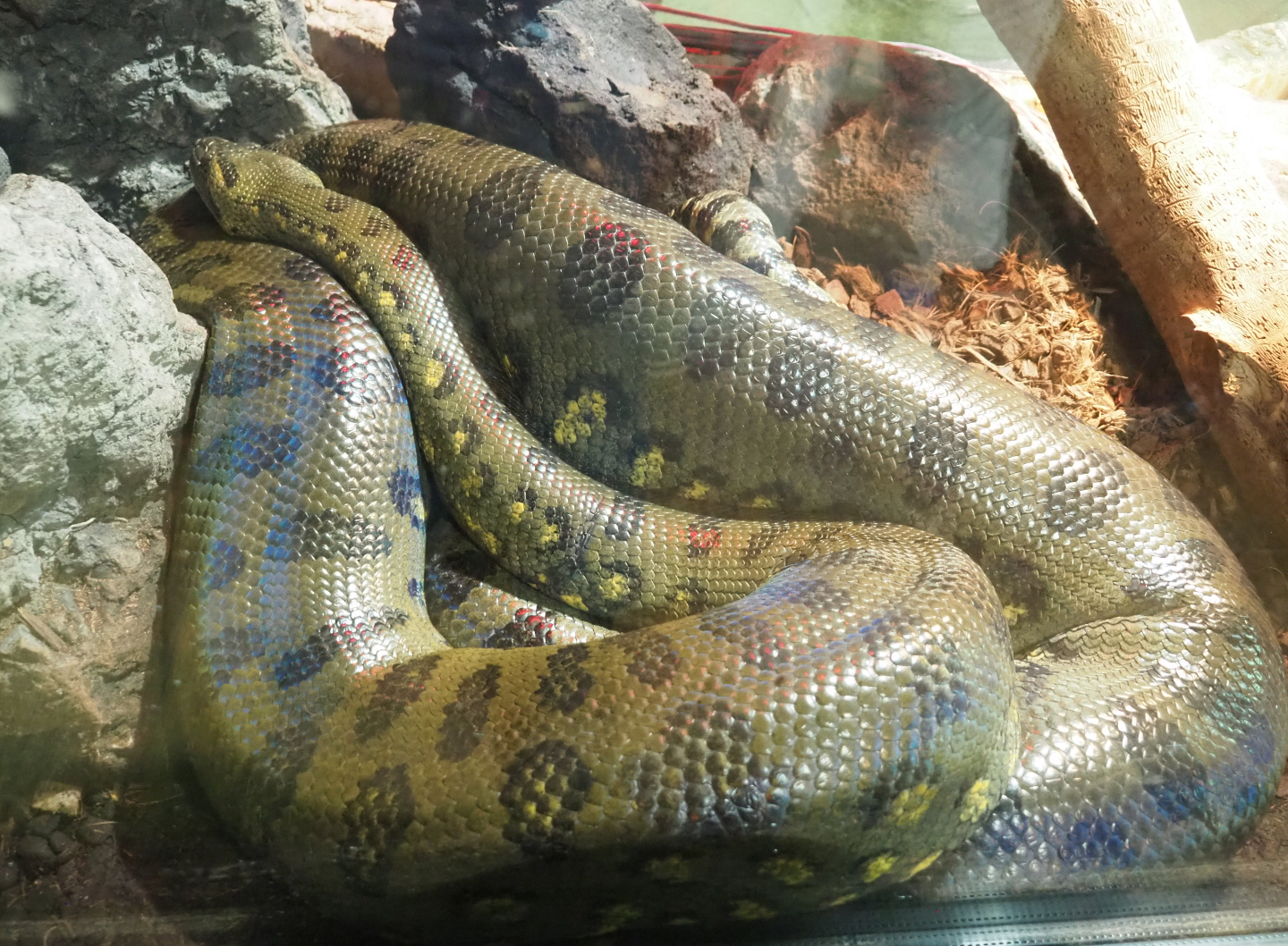 Green anaconda (Eunectes murinus), 2022-09-14